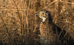 Francolin de Shelley