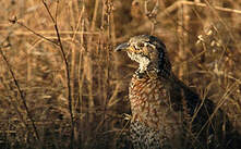 Francolin de Shelley