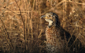 Francolin de Shelley