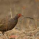 Francolin de Swainson