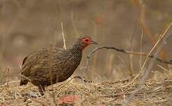 Francolin de Swainson