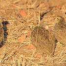 Francolin de Swainson