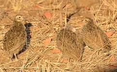 Francolin de Swainson