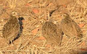 Francolin de Swainson