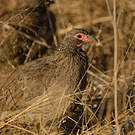 Francolin de Swainson