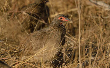 Francolin de Swainson