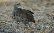 Francolin du Natal