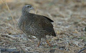 Francolin du Natal