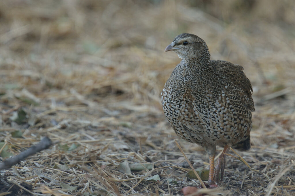 Francolin du Natalimmature