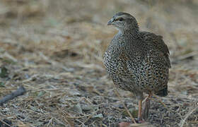 Francolin du Natal