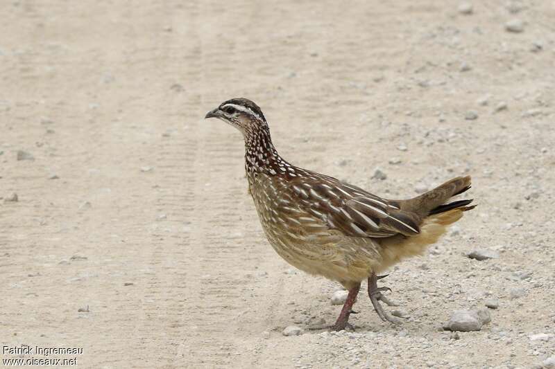 Crested Francolin male adult, identification