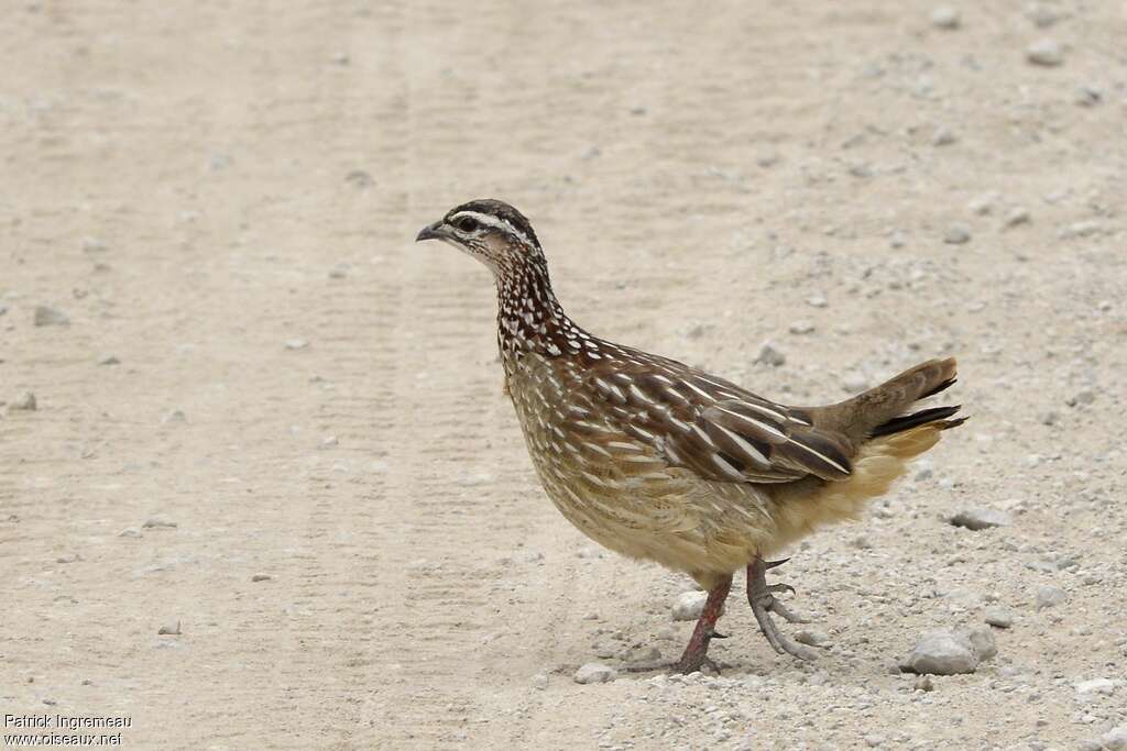 Francolin huppé mâle adulte, identification