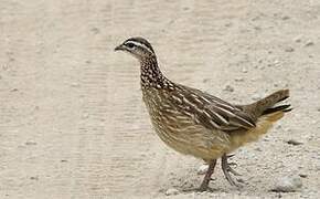 Crested Francolin