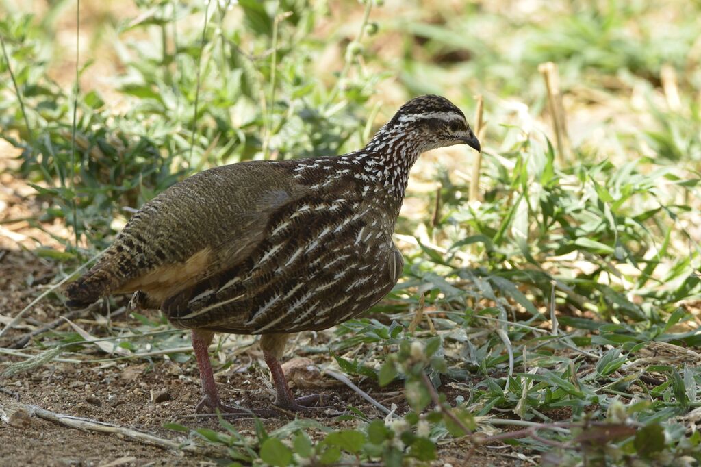 Francolin huppé