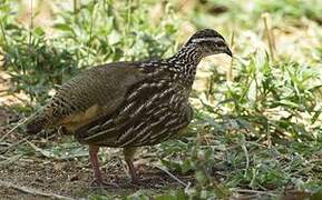 Francolin huppé