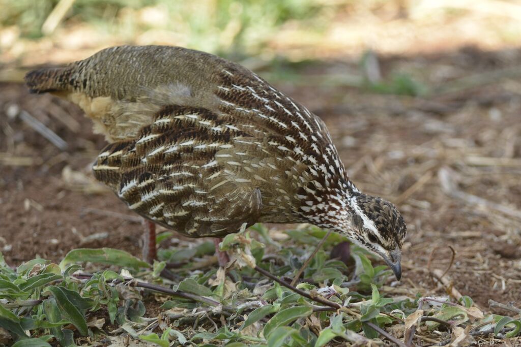 Crested Francolin