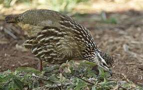 Crested Francolin