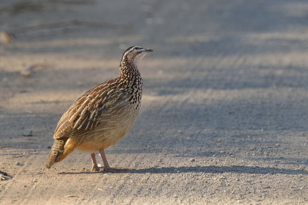 Francolin huppé femelle adulte
