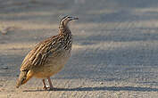 Francolin huppé