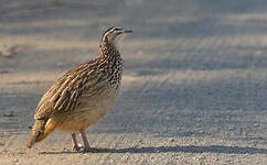 Francolin huppé