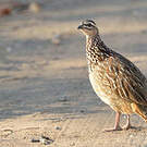 Francolin huppé