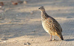 Francolin huppé