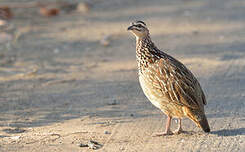 Francolin huppé