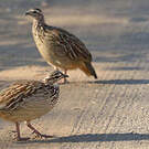Francolin huppé