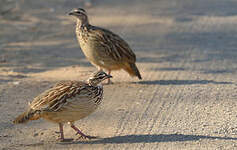 Francolin huppé