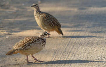 Francolin huppé