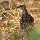 Francolin huppé