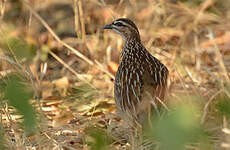 Francolin huppé