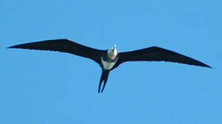 Lesser Frigatebird