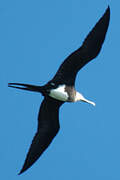 Lesser Frigatebird