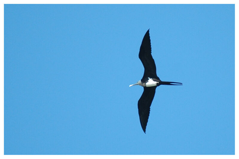 Lesser Frigatebird female adult