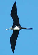 Lesser Frigatebird