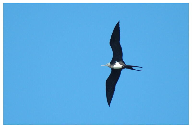 Lesser Frigatebird female adult