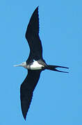 Lesser Frigatebird