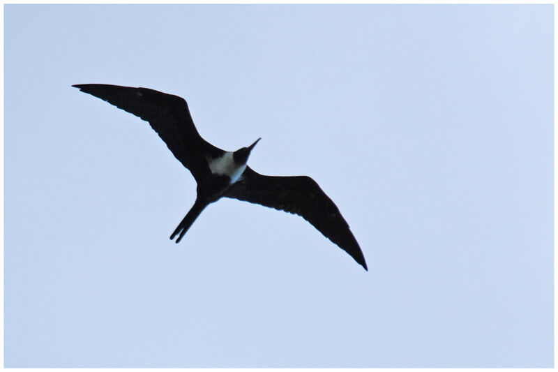 Lesser Frigatebird female adult