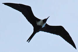 Lesser Frigatebird