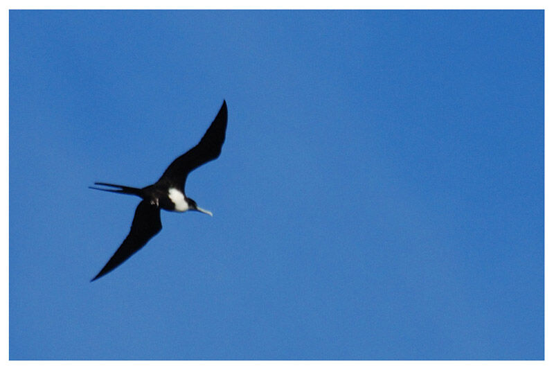 Great Frigatebird female adult