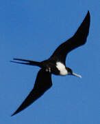 Great Frigatebird