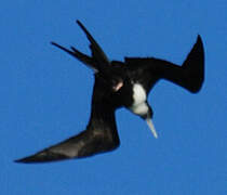 Great Frigatebird