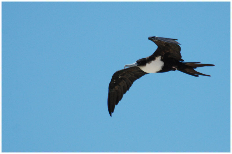 Great Frigatebird female adult