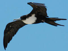 Great Frigatebird