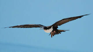 Great Frigatebird