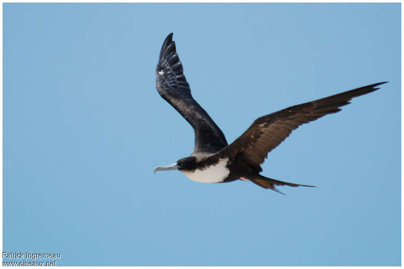 Great Frigatebird female adult, Flight