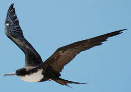 Great Frigatebird