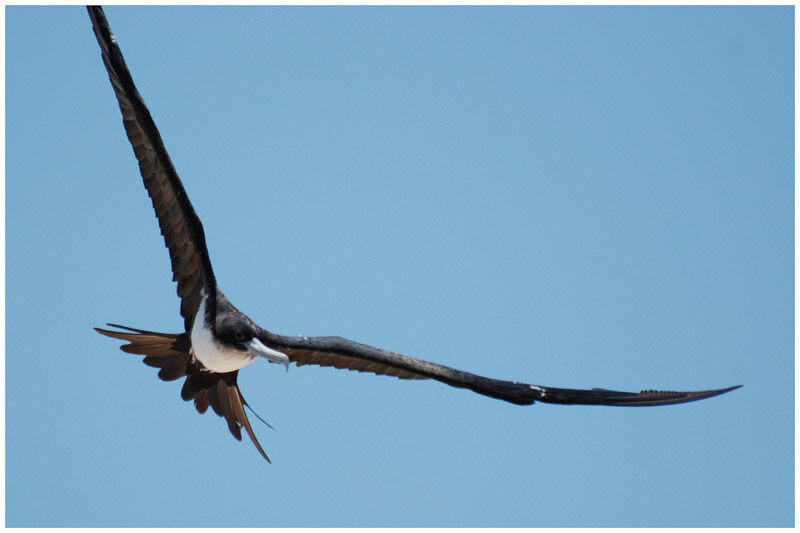 Great Frigatebird female adult