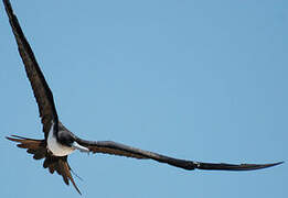 Great Frigatebird